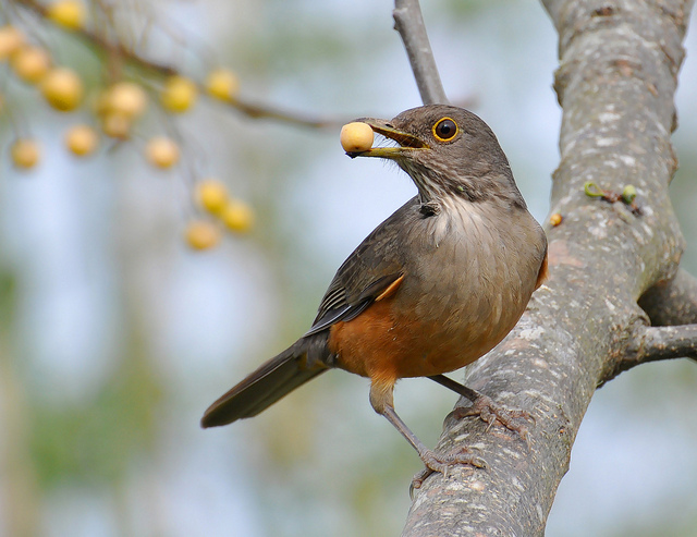 Rufous-bellied thrush is a lovely songbird of South America. Image by Cláudio Timm