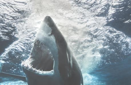 20 Of The Worst Shark Attacks Ever Recorded