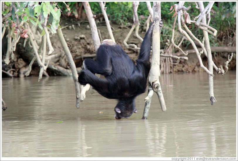 Hero Jumps Into Water To Save Drowning Chimp Then He Sees This Mutually