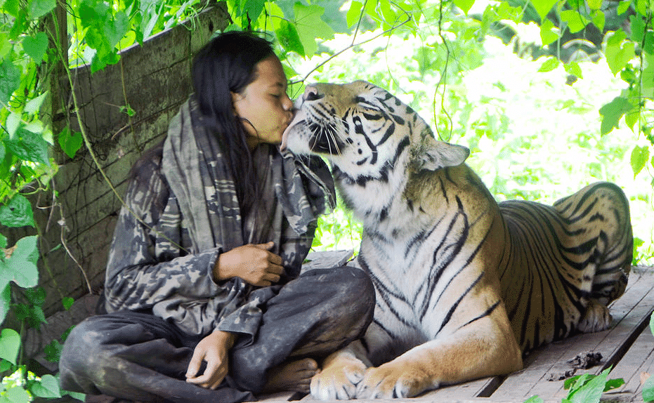 Мужчина тигр и женщина змея. Мужчина тигр. Тайгер с человеком. Ман тигра. Юноша бенгальского тигра.