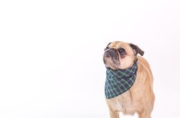 A dog wearing a scarf Description automatically generated